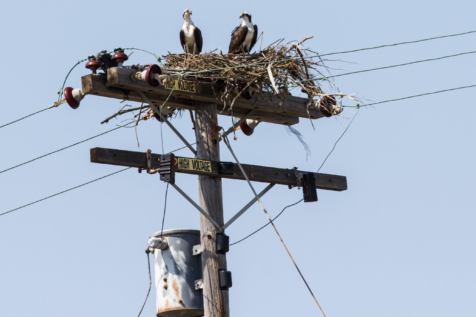 Osprey-Cam - San Pablo Bay Friends