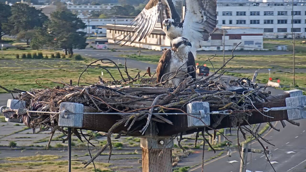 Osprey in their nest